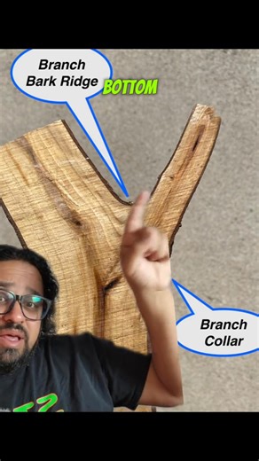 21 reactions | Here's a fun one from the archives about CODIT and inosculation, featuring @sfinbloom! | The Plant Prof | Facebook