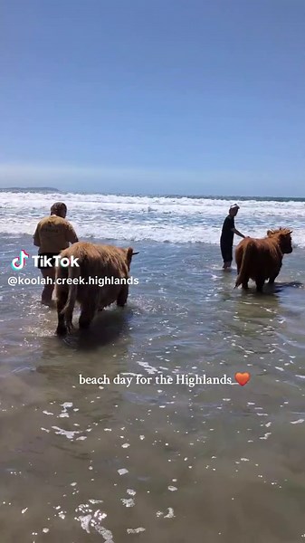 Highland Cattle Experience: Fun Day at the Beach