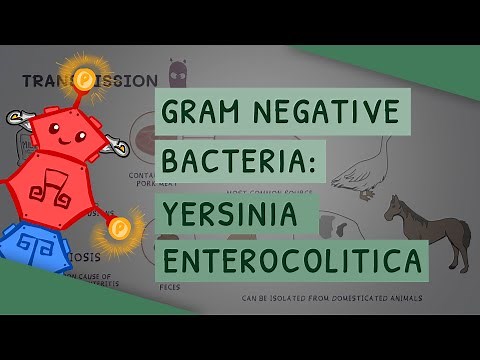 Gram Negative Bacteria: Yersinia enterocolitica