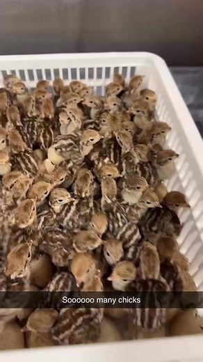 1.4K views · 20 reactions | Yorkshire RLP chicks  #partridge #partridgeshooting #babychick #chicks | Wallingfen Game Farm | Facebook