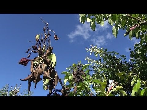 Fireblight on Apples and Pears final