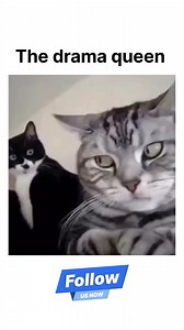 1.5M views · 37K reactions | Oscar winning performance  . . . #actresses #catsoffacebook #dramaqueen #animalfunny #funnymemesdaily | The Your World | Facebook