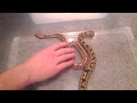 Ball python vs blood python