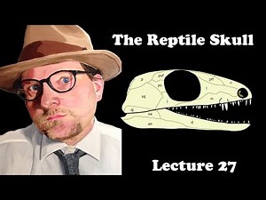 Lecture 27 The Reptile Skull
