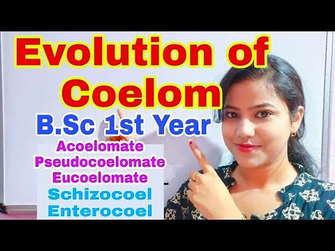 Evolution of COELOM | Acoelomate | Pseudocoelomate | Eucoelomate | Schizocoel | Enterocoel