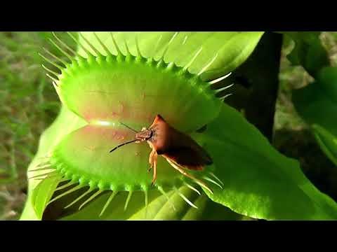 The World of the Venus Fly Trap | How it Attracts and kills | Nature Connection