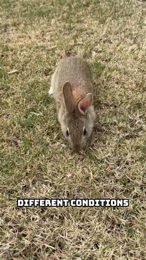 Why Rabbits Have Soft Fur