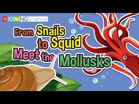 From Snails to Squid – Meet the Mollusks