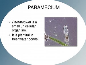 PARAMECIUM - SlideServe