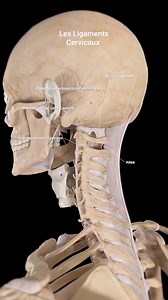 Les Ligaments Cervicaux.🔧 Cervical spine Ligaments.🔩 Video: sciepro.official #anatomy #3d #osteopathie #ostéo #ligaments #Joints #cervicale #spine #skull #colonnevertebrale #crane #anatomie | François Albaranes Ostéopathe D.O.