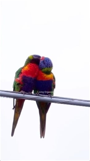 Why Don’t Birds Get Electrocuted on Power Lines?
