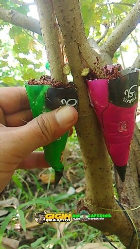 42K views · 203 reactions | Air Layering using an ice cream container #bonsai #airlayering #bonsaiamerica #USA #fblifestyle | Gigih Prastiyo | Facebook