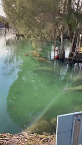 8K views · 649 reactions | Manatee parade into Three Sisters Springs Did you know that manatees come into the springs to get warm ? There is not a food source inside the springs so seeing a parade of manatee at the end of day is such a treat. | Three Sisters Springs | Facebook