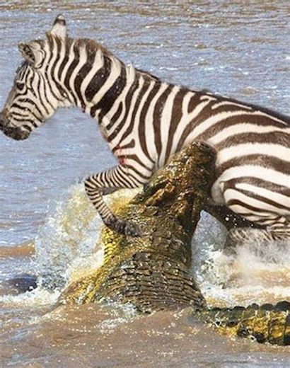 21 Situations of Predators Attacking Their Prey Caught on Camera 🐻vs🦌 | Earth Awesome