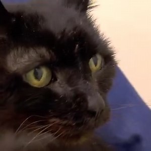 55K views · 4.3K reactions | Dr Scotts oldest patient, 21-year-old cat needs a giant mass removed  Going under general anaesthetic is a huge risk  | Vet On The Hill | Facebook