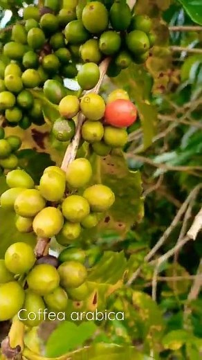 Coffea arabica (Caféier d'Arabie)