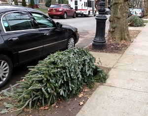 How to Get Rid of Your Christmas Tree in Fairfax