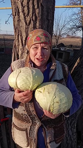 Cabbage Preparation Techniques for Delicious Dishes
