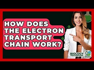 How Does The Electron Transport Chain Work? - Biology For Everyone