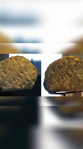 Ancient Animal Art - Unveiling Prehistoric Iconography