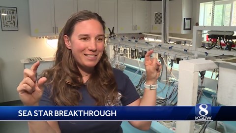 Moss Landing lab advances sea star preservation for endangered species