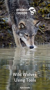 Wild wolves using tools? It’s now been documented! 🐺🦀 Project Coyote Science & Ethics Advisory Board member Marc Bekoff highlights these groundbreaking observations by Drs. Kyle Artelle and Project Coyote Science & Ethics Advisory Board member Paul Paquet in a recent blog post. Wild wolves in British Columbia were filmed using a rope to pull a submerged crab trap out of the water — a behavior never before recorded. In Bekoff's interview with Artelle and Paquet, they note: “...we wonder if wolv