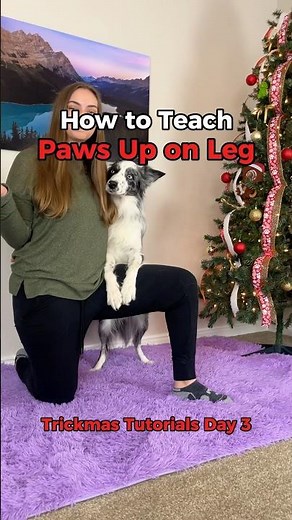 Paws Up Dog Trick Tutorial! #dogtricktraining #dogtricks #dogtricktutorial #bordercollietricks