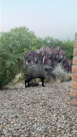 Javelinas remind me of the huge rodents in princess bride.