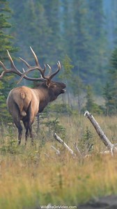 542K views · 5.6K reactions | Magnificent Bull Elk Herding and Courting During Rut | Wildlife On Video | Facebook