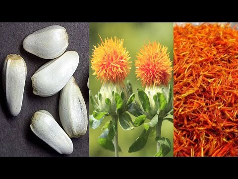 Safflower Growing From Seed | Grow Safflower Plant At Home | Carthamus Tinctorius
