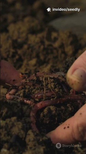 The 2:1 Clay Soil Formula - Increase Nutrient Retention Water Retention | Seedly 🌱#humus #soilhealth