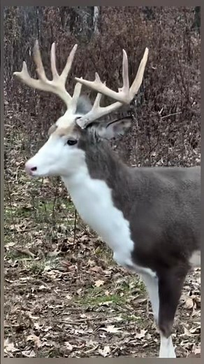 A rare piebald deer 2026 #new #deer #nature #animals #wildlife