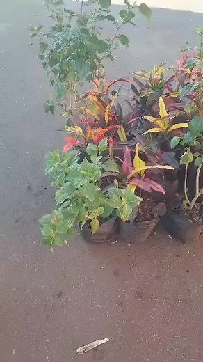 Check it out 🪴☘️🌿 Today we are going to set up areas to plant our crotons. Crotons can lose lots of moisture through their large leaves, so they need plenty of moisture to remain hydrated. You should water your plant weekly and more often in the Summer months. In the cooler months, keep the soil slightly drier. In order to ensure the colours remain vibrant, Crotons need lots of bright light. Approximately 4-6 hours of light a day will ensure new growth doesn’t revert to green. #fb #reels #farm