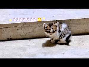 A Lost Kitten Finally Found a Place to Call Home！