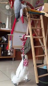 20K views · 240 reactions | Fun Time | Birds Planner | Facebook