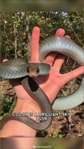 2K views · 35 reactions | Blue Racer  #blueracer #blueracersnake #snake #snakebites #snakelove #snakelovers #snakelover #snakelife | 1 Minute Animals | Facebook