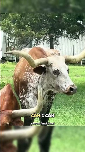 Use horns to scratch an itch.