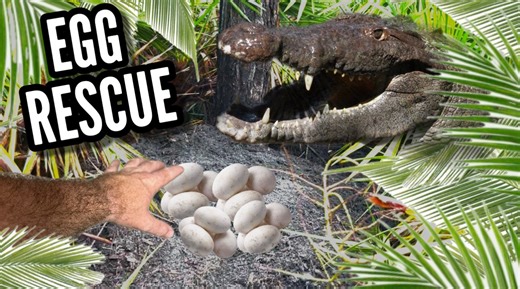 Join us in a heart-pounding rescue mission! We're diving into the critical importance of conserving the American crocodile. But this isn't your typical conservation story. We found ourselves in a race against time and nature itself when a mother crocodile, in a rare mishap, dropped her eggs into the water. American crocodiles are a vital part of their ecosystem, maintaining the balance that supports countless other species. Their survival is crucial, not just for biodiversity but for the health 