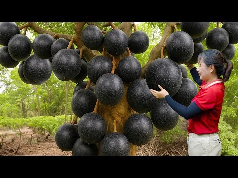 Harvesting 2000+ Giant Black Fairy Peach & Grilled Bamboo Shoots - Classic Village Cooking