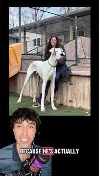 He has the potential to be the world’s Tallest dog but is actually too scared to get measured…