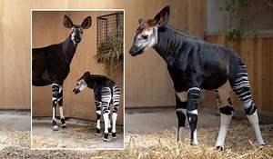Dublin Zoo celebrates birth of endangered okapi calf - Extra.ie