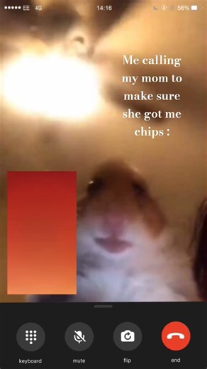 Pov:Calling mom to make sure she got me chips 😂 #relatable #funny #hamster #calling #fypシ #imprutha