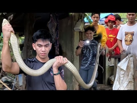 PAT4Y ANG APAT SA MGA TUKL4W NG MAHABANG KING COBRA