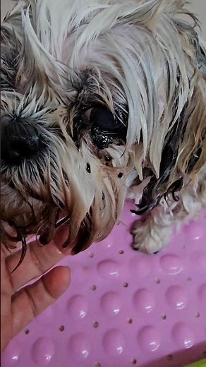 How to clean your dogs eyes, eye booger removal, Shihtzu