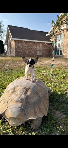 Cutest Chihuahua Puppy: Adorable Moments to Cherish
