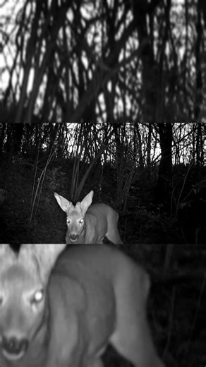 Un CAPRIOLO Annusa la FOTOTRAPPOLA!