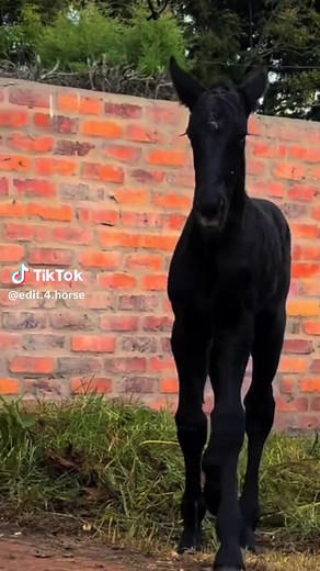 the giant Percheron...☠️ #horse #fyp #cavalo #percheron #equestrian #edit
