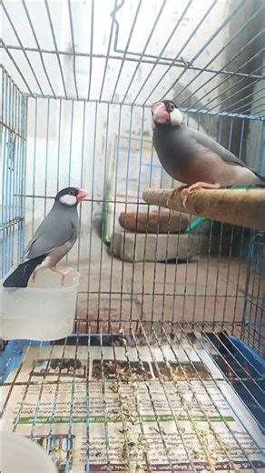 trend with Java sparrow #birds #trendy #pets
