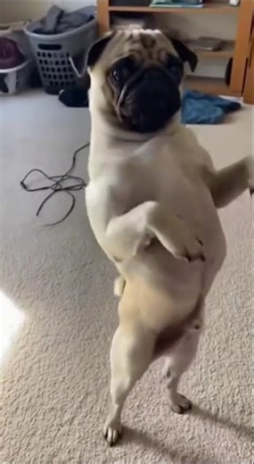 Pug Dance #funnyanimals