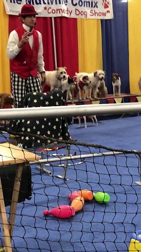 Awesome dog tricks! #dog #dogs #dogtricks #fyp #foryoupage #cool #awesome #amazing #unbelievable